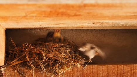 Mother-bird-feeding-her-chicks-in-the-nest,-still-shot-of-motherhood-concept,-birds-breeding