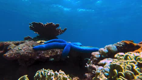 Fish-and-corals-around-blue-sea-starfish,-static-underwater-timelapse