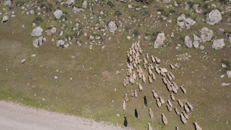 Areal-video-footage-over-herd-of-goats-running-across-road-and-towards-rocky-fields