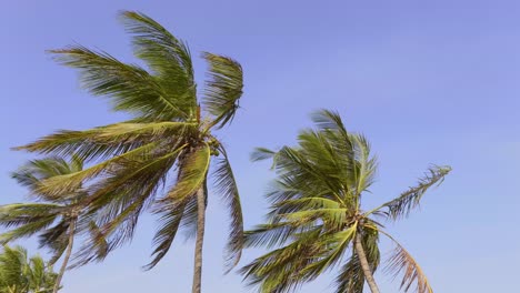 Low-Angle-Shot-Of-Green-Palm-Trees-Waving-In-Wind-Under-Blue-Sky