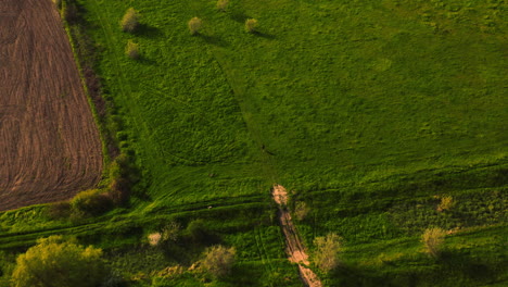 Aerial-drone-view-of-a-woman-running-with-her-dogs,-in-the-countryside-fields,-on-a-sunny-day