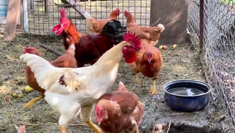 Rosters-and-hens-drinking-water-inside-a-chicken-coop-on-an-organic-poultry-and-broiler-farm,-no-people