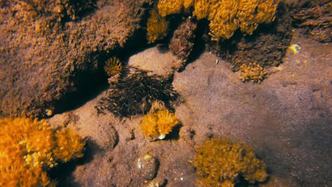 Close-view-of-shoal-of-dark-baby-fish-by-sand-and-corals-on-seafloor