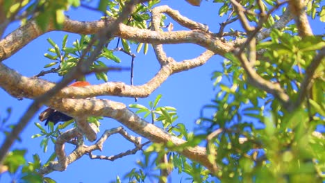 Pájaro-águila-Sentado-En-Ramas-Altas-De-árboles-Vibrantes-Y-Buscando-Presas