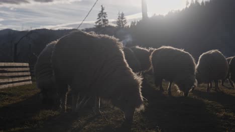 Valais-Blacknose-sheep-roaming-and-grazing-on-grass-with-mountains-in-the-background-at-sunset