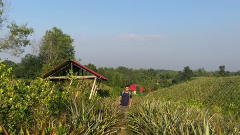 Establisher-view-of-man-wondering-through-pineapple-plants-in-Sylhet,-adventure