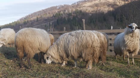 Valais-Blacknose-sheep-roaming-and-grazing-on-grass-inside-pen-with-mountains-in-the-background