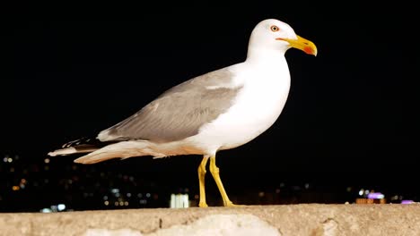 A-seagull-being-fed-on-a-railing-at-night