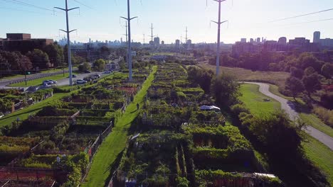 Community-garden-allotment-in-large-urban-city-with-bike-paths-and-electrical-energy-poles
