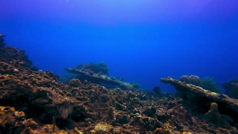 Statische-Unterwasseransicht-Von-Fischen,-Die-Am-Meeresboden-Von-Toten-Korallen-Schwimmen