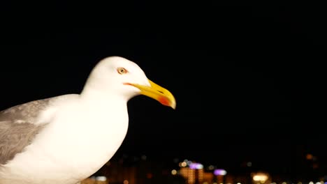 Closeup-of-a-seagull-waiting-for-food-at-night-with-city-lights-on-the-background