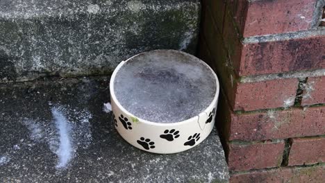 Close-up-of-a-frozen-cracked-dog-bowl