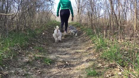 Person-is-walking-the-dogs-in-the-woods-during-sunshine-day,-fitness-health-concept