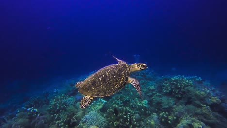 Echte-Karettschildkröte-Schwimmt-über-Korallengrund,-Nahe-Unterwasseransicht
