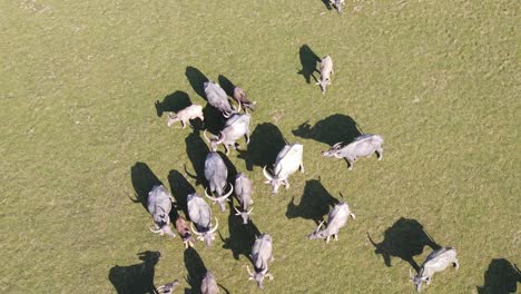 buffalo-grassing-grassland-aerial-top-down-shot