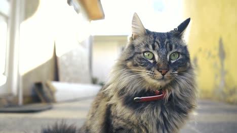 Porträt-Nahaufnahme-Einer-Grauen-Maine-Coon-Katze,-Die-Auf-Der-Straße-Steht,-Katzenartiges-Haustier-In-Der-Stadt