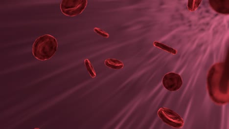 Digitale-Animation-Von-Venen-Roter-Blutkörperchen,-Die-Im-Blut-Im-Menschlichen-Körper-Wandern,-Medizinisches-Konzept