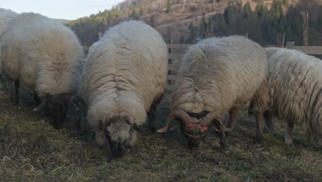 Valais-Blacknose-sheep-grazing-on-grass-inside-pen-with-mountains-in-the-background