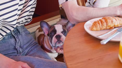 Französisches-Paar-Beim-Frühstück-Mit-Ihrem-Hund-Und-Einem-Croissant,-Europäisches-Paar-Mit-Haustieren