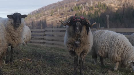 Valais-Blacknose-sheep-grazing-along-hillside