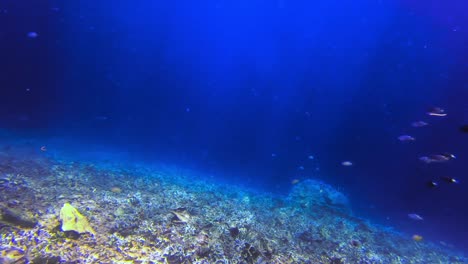 Static-underwater-shot-of-dead-corals-on-seafloor,-fish-and-sunbeams