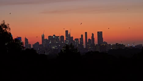 Bats-flying-across-city-skyline-at-sunset-Victoria-Australia