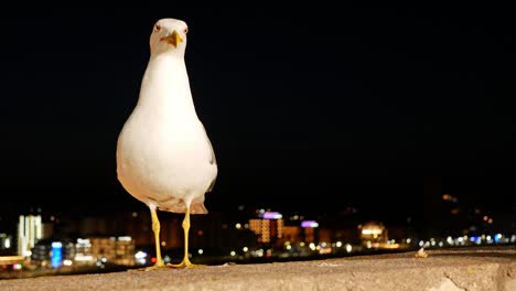 Seagull-eating-on-a-railing-at-night
