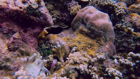 Nahaufnahme-Des-Rosafarbenen-Weißen-Staubwedels,-Der-Sich-Im-Korallenriff-öffnet