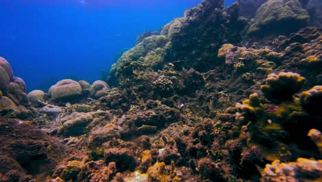 Statische-Unterwasseraufnahme-Von-Toten-Korallen-Im-Riff-Mit-Tropischen-Fischen,-Die-Herumschwimmen