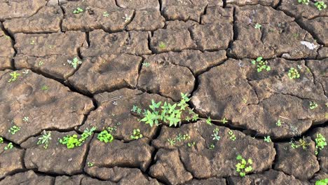 Sprout-small-plants-growing-on-cracked-clay-terrain-after-rain,-drought-concept