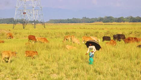 Agricultor-Cuidando-Rebaño-De-Vacas-Marrones-En-Prados-De-Bangladesh