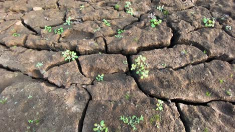 Rising-green-sprouts-from-dry-ground,-life-in-desolated-land,-close-up,-tilt-up