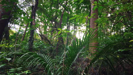 Sun-shines-bright-through-thick-rainforest-vegetation-in-park-of-New-Zealand