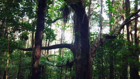 Paisaje-Tranquilo-En-Una-Exuberante-Selva-Tropical-Con-Muchos-árboles-Altos-Y-Arbustos-Espesos