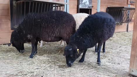 Zwei-Schwarze,-Flauschige-Schafe,-Die-Trockenes-Heu-Essen