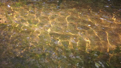 Light-refraction-patterns-move-across-bottom-of-creek-bed