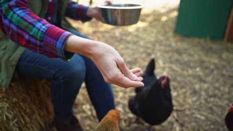 Retired-woman-on-a-farm-feeding-her-pet-chickens-as-a-pastime-or-hobby-enjoying-her-spare-time