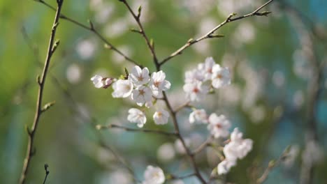 Wunderschöne-Kirschblüten,-Die-Im-Frühling-Unter-Dem-Warmen-Sonnenlicht-In-Kyoto,-Japan,-Blühen---Nahaufnahme,-Selektiver-Fokus