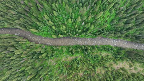 Overhead-View-Coniferous-Forest-With-Flowing-River-In-Montana,-USA