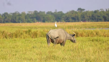 Búfalo-Caminando-En-Los-Prados-De-Bangladesh-Mientras-El-Pájaro-Garceta-Se-Sienta-Encima