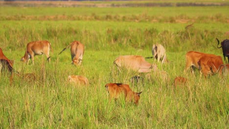 Flock-of-brown-cows-grazing-in-grassland-of-Bangladesh,-handheld