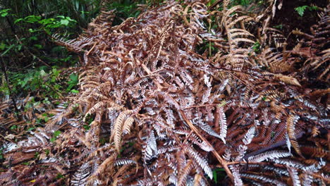 Pile-of-dead-brown-leaves-in-primeval-forest,-dolly-out