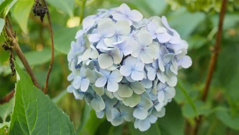 Blue-hydrangea-with-out-of-focus-background