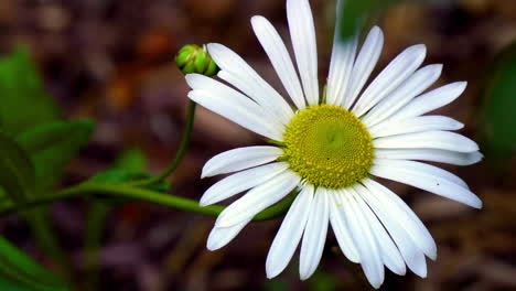 Nahaufnahme-Einer-Einzelnen-Gänseblümchen-Blume