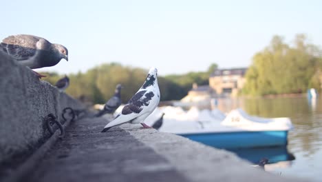 Close-up-of-pigeons-standing-on-a-ledge-near-a-water-canal-in-Europe,-still-shot-of-urban-fauna