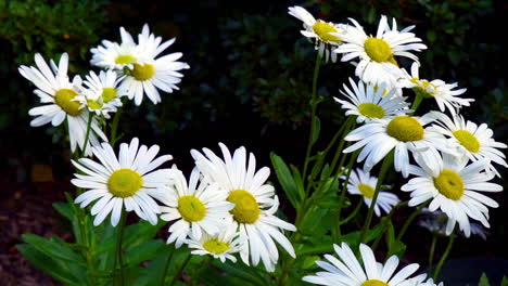 A-grouping-of-daisies-with-a-small-pollinating-insect-flying-nearby