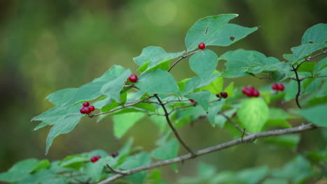 Honeysuckle-branch-with-red-berries-gently-sways-in-the-breeze