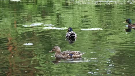 Enten-Schwimmen-Auf-Einem-Teich