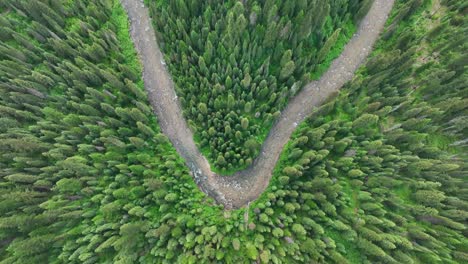 Meandering-River-With-Densely-Fir-Forest-In-National-Park