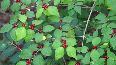 Honeysuckle-bush-laden-with-red-berries